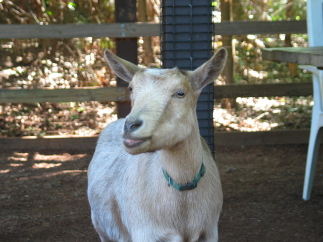 goat_head.JPG